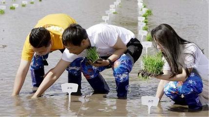 袁隆平院士工作站科研人员栽种稻米,左二为袁定阳。受访者供图